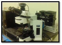 Optical microscope